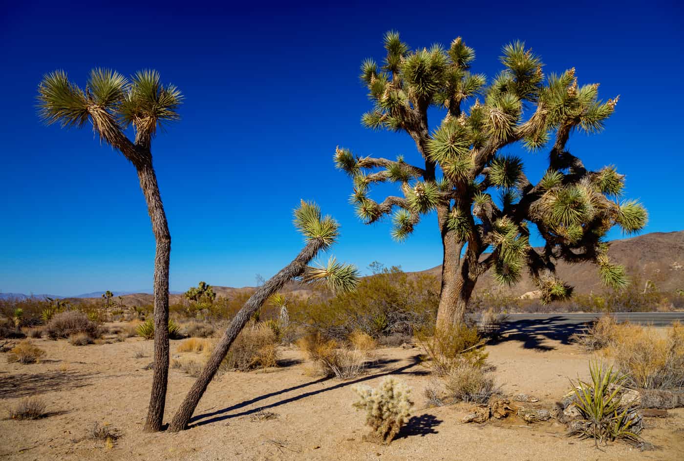 are dogs allowed in joshua tree