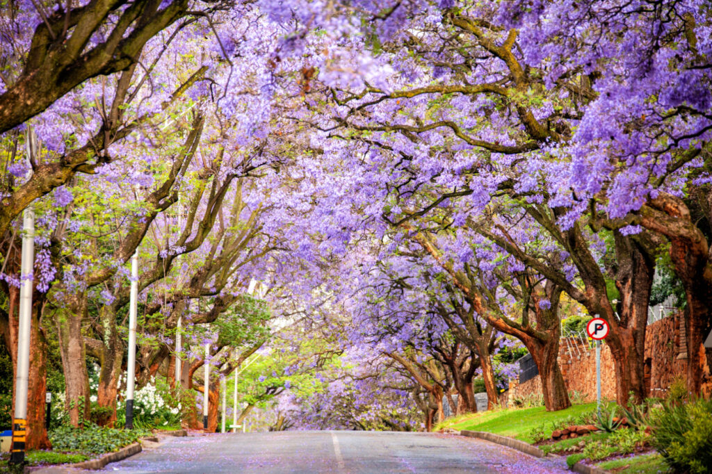 johannesburg als tourist