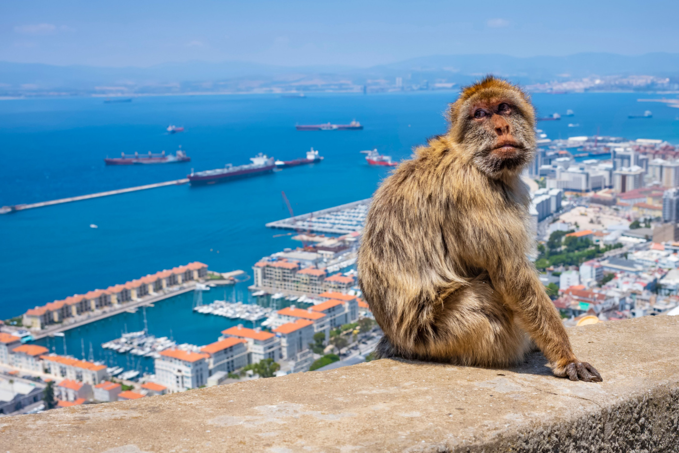 gibraltar crazy tourist